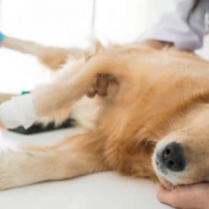 Esterilización de perro macho