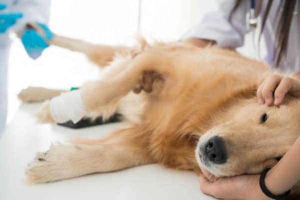 Esterilización de perro macho