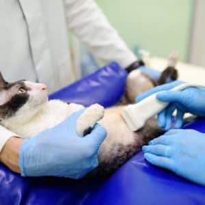 Ecografía felina