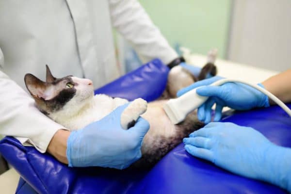 Ecografía felina