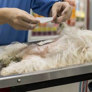 Esterilización de perro hembra