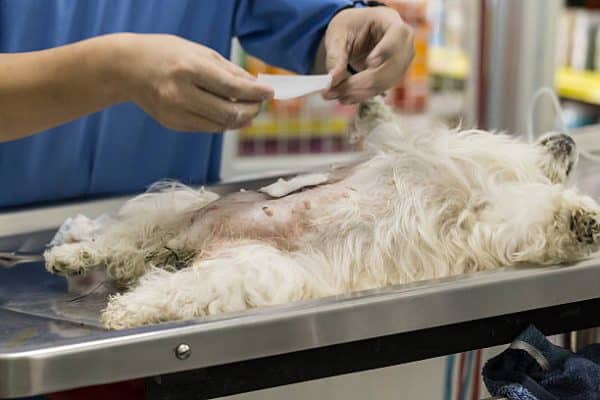 Esterilización de perro hembra