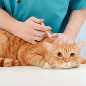Vacuna trivalente felina