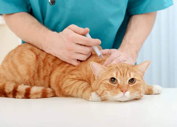 Vacuna trivalente felina