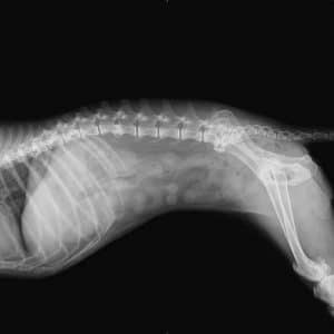 Radiografía canina