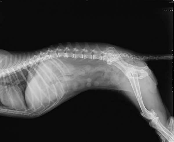 Radiografía canina